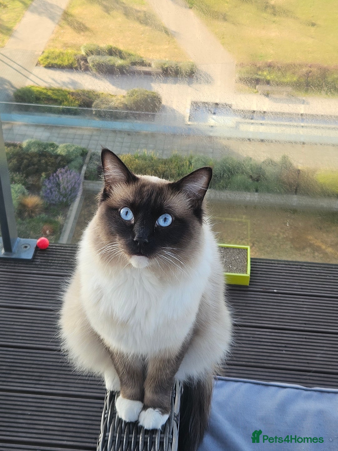 Ragdoll cats for sale: Male Ragdoll  - Image 2