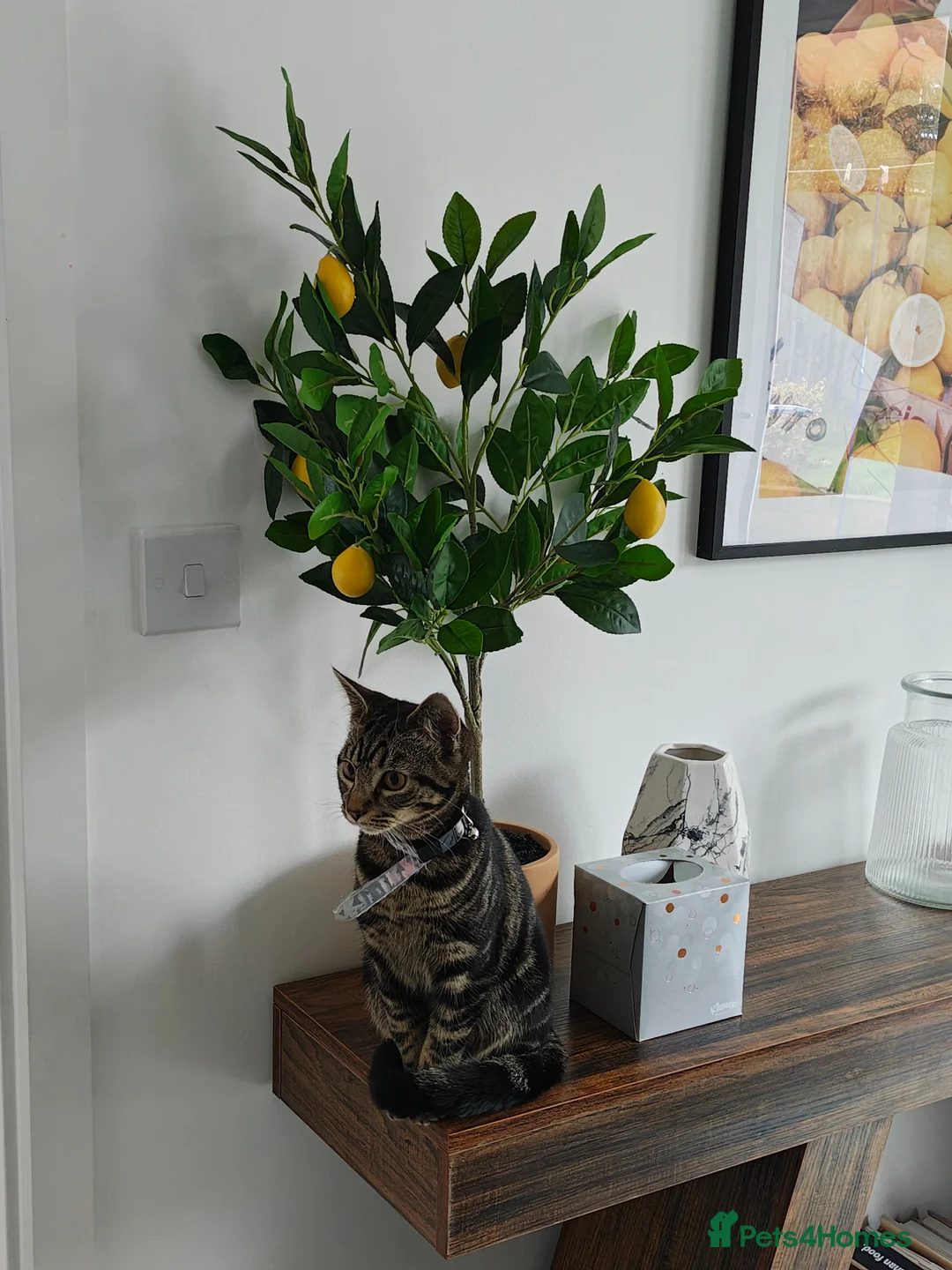 Mixed Breed cats for sale: Two Kittens For Sale Nala and Steve  in Congleton - Advert 5