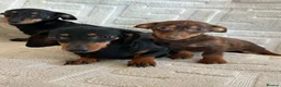 Dachshund dogs for sale: Dachshund  - Advert 3