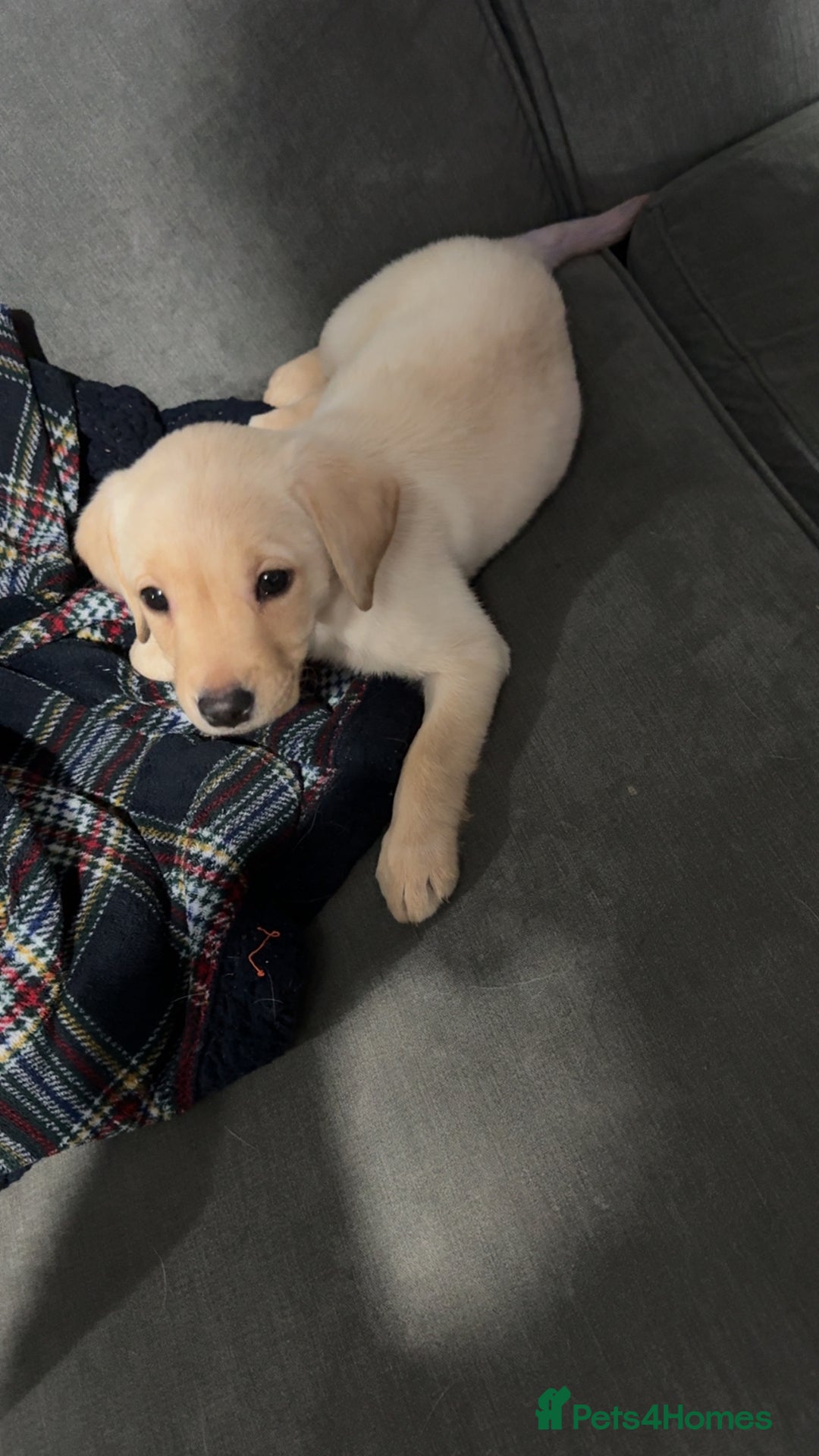 Labrador Retriever dogs for sale: 9 week old Labrador Puppies, - Advert 13
