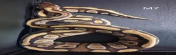 Python Snake reptiles for sale: Royal Pythons Male and Females  - Advert 6