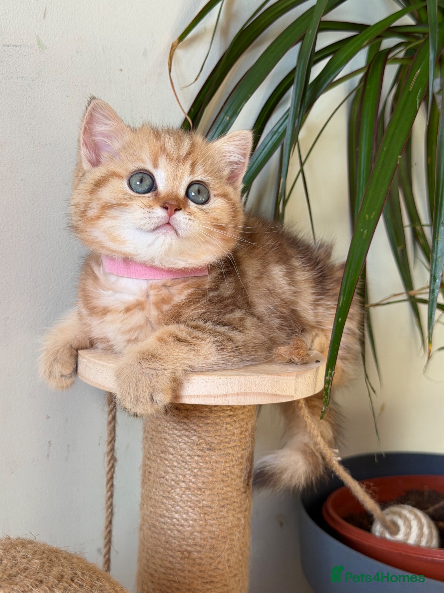 British Shorthair cats British sh odd/blue eyed adorable kittens GCCF  - Advert 15