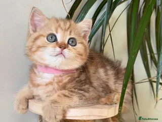 British Shorthair cats British sh odd/blue eyed adorable kittens GCCF - Advert 15