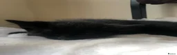 Domestic Shorthair cats for sale: Russian Blue × Bengal Mixed Kittens – 4 available - Advert 4