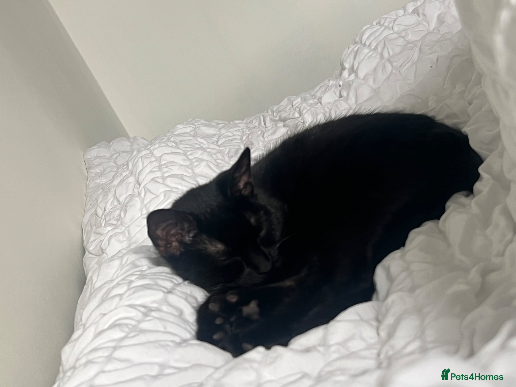 Bombay cats Misty (negotiate price) - Advert 1