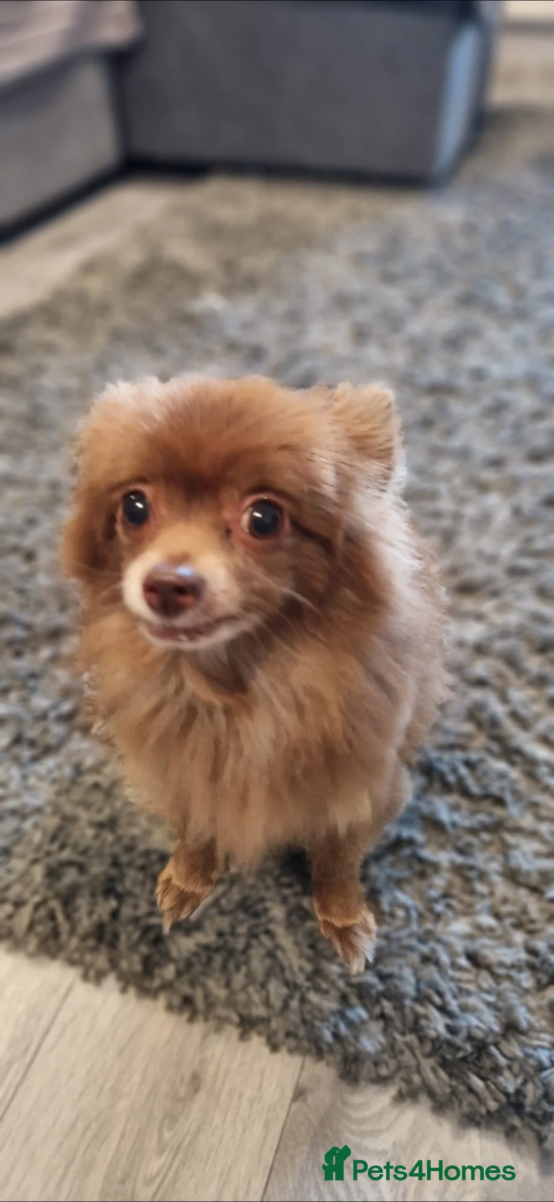 Pomeranian dogs for sale: Sweet Kiki  - Advert 4