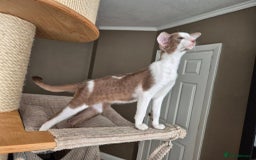 Oriental cats for sale: Beautiful Lilac bicolour Oriental BOY - Image 8