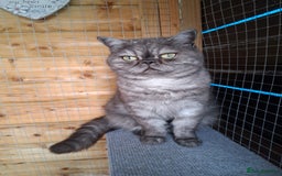 Exotic cats for sale: EXOTIC 18 MONTH OLD CAT - Advert 2