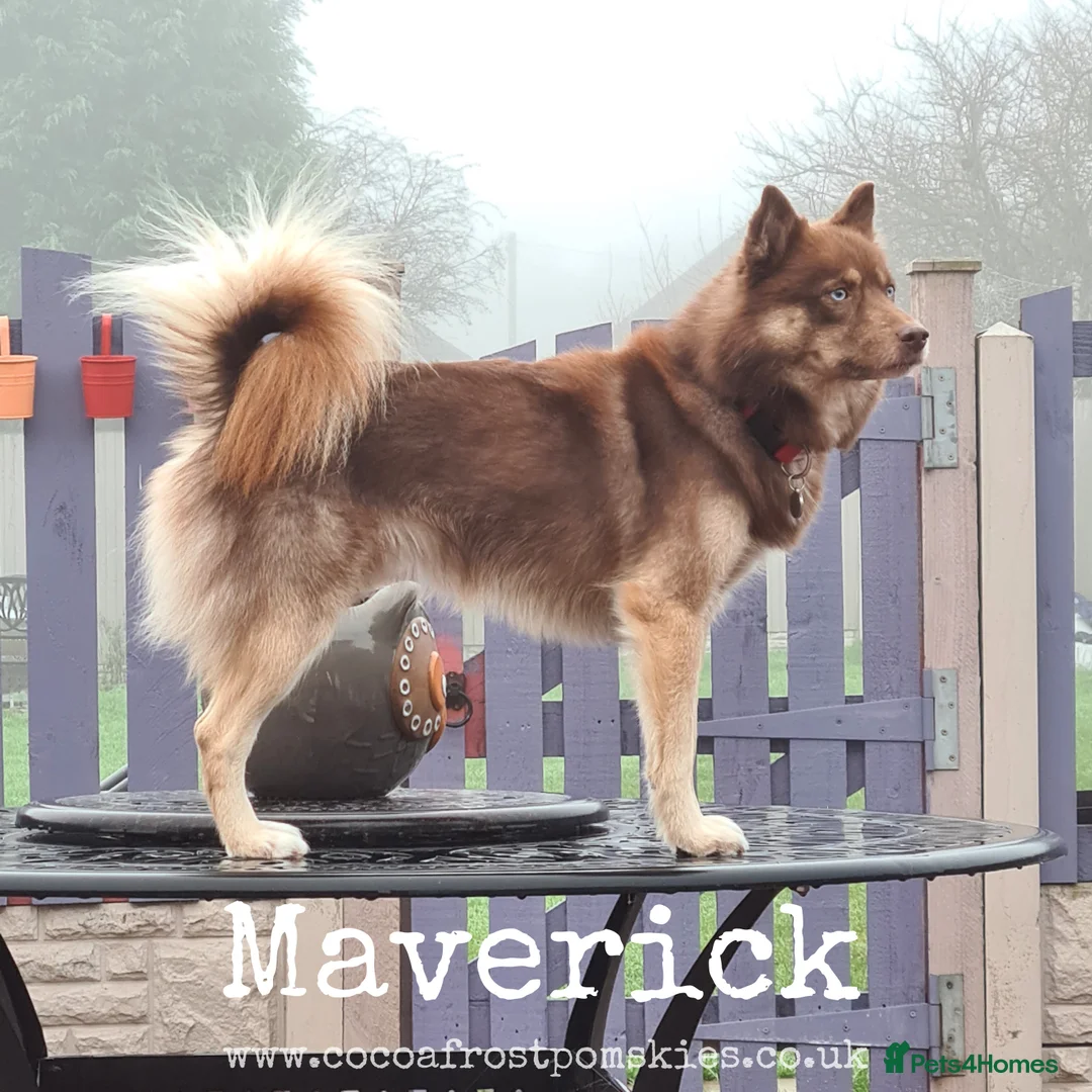 Pomsky dogs for stud: CHOCOLATE F2 POMSKY STUD BVA TESTED in Pontefract - Advert 2