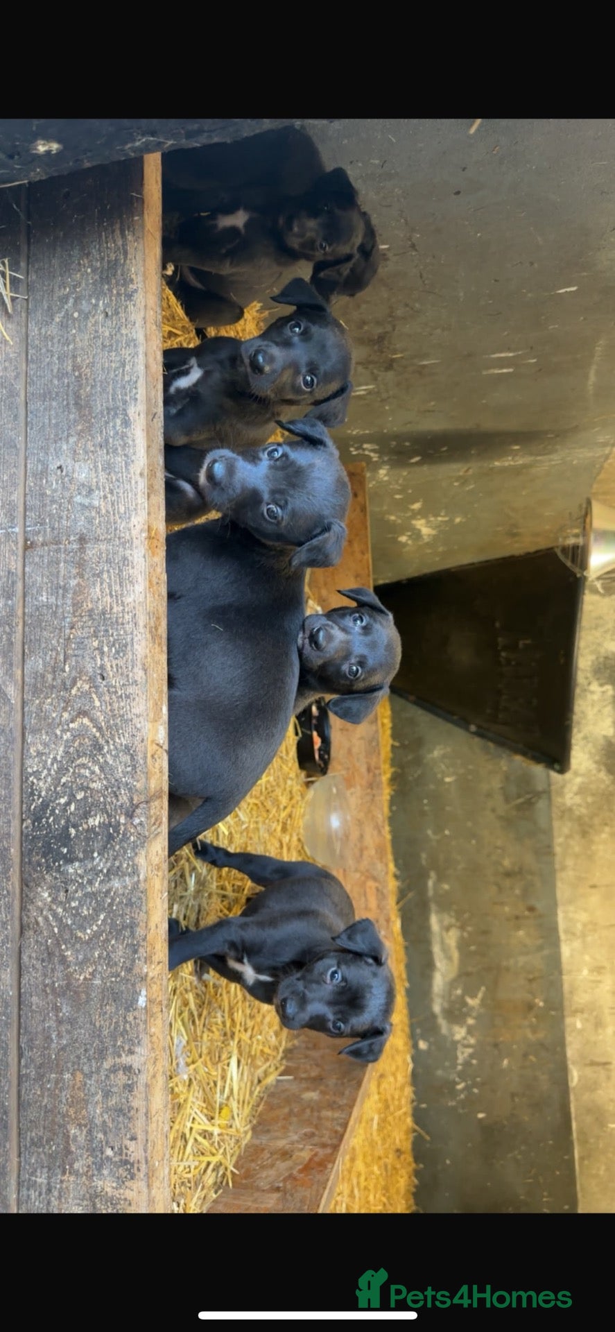 Bedlington Terrier dogs Beddlington x whippet pups  - Advert 2