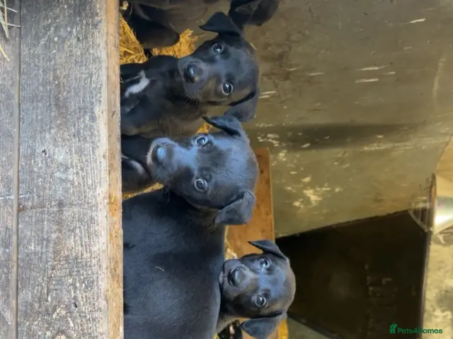 Bedlington Terrier dogs for sale: Beddlington x whippet pups - Advert 2