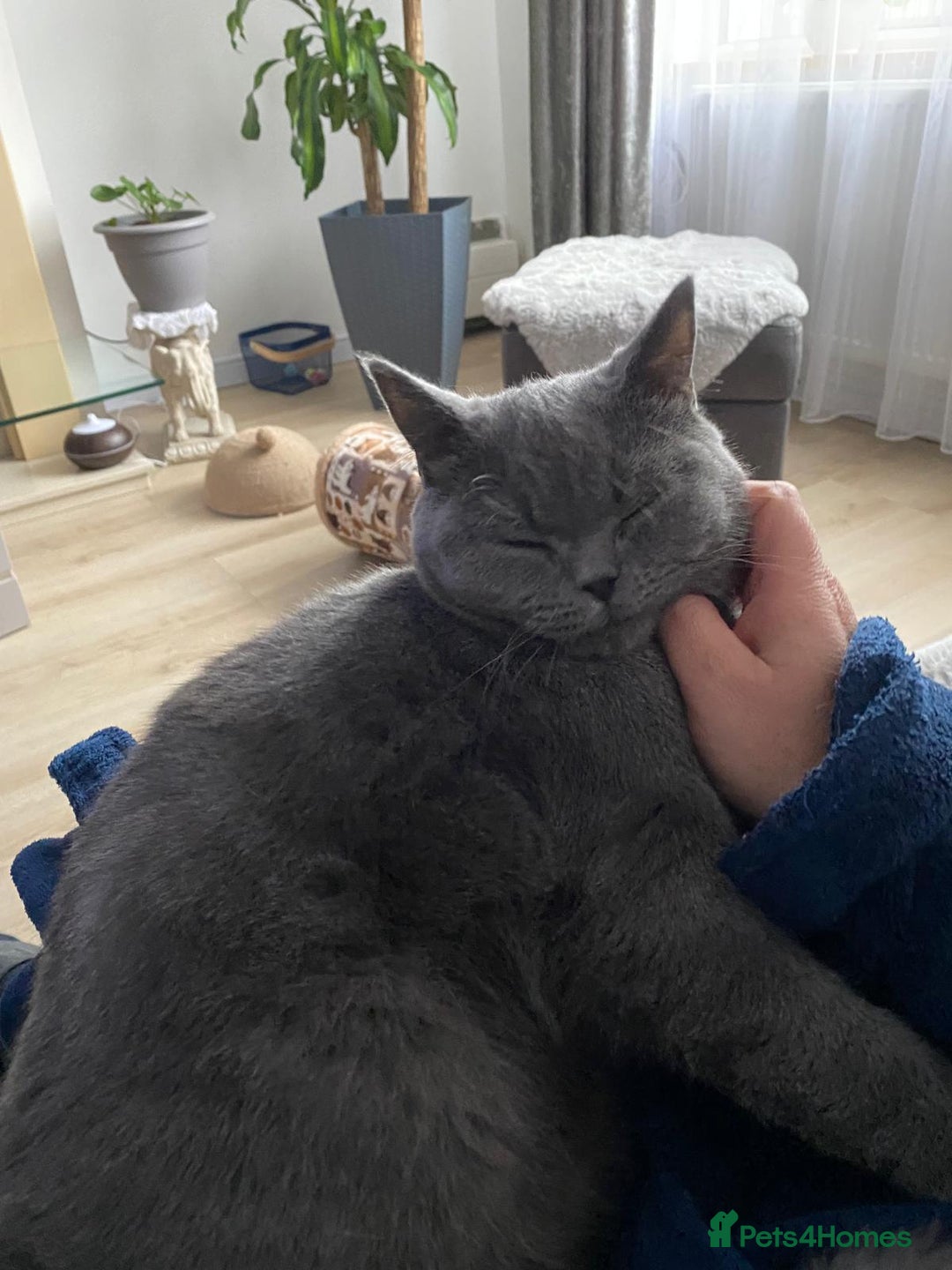 British Shorthair cats for sale: GCCF British shorthair female - Image 2