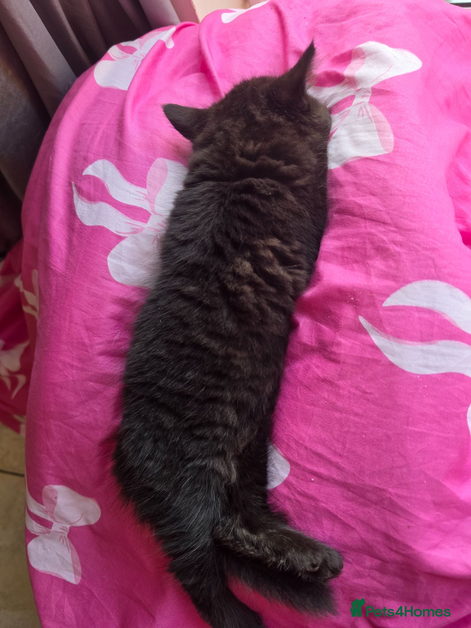 British Shorthair cats 🌟 2 fluffy kittens readys to go🌟  - Advert 1