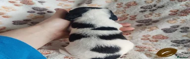 Brown collar 4