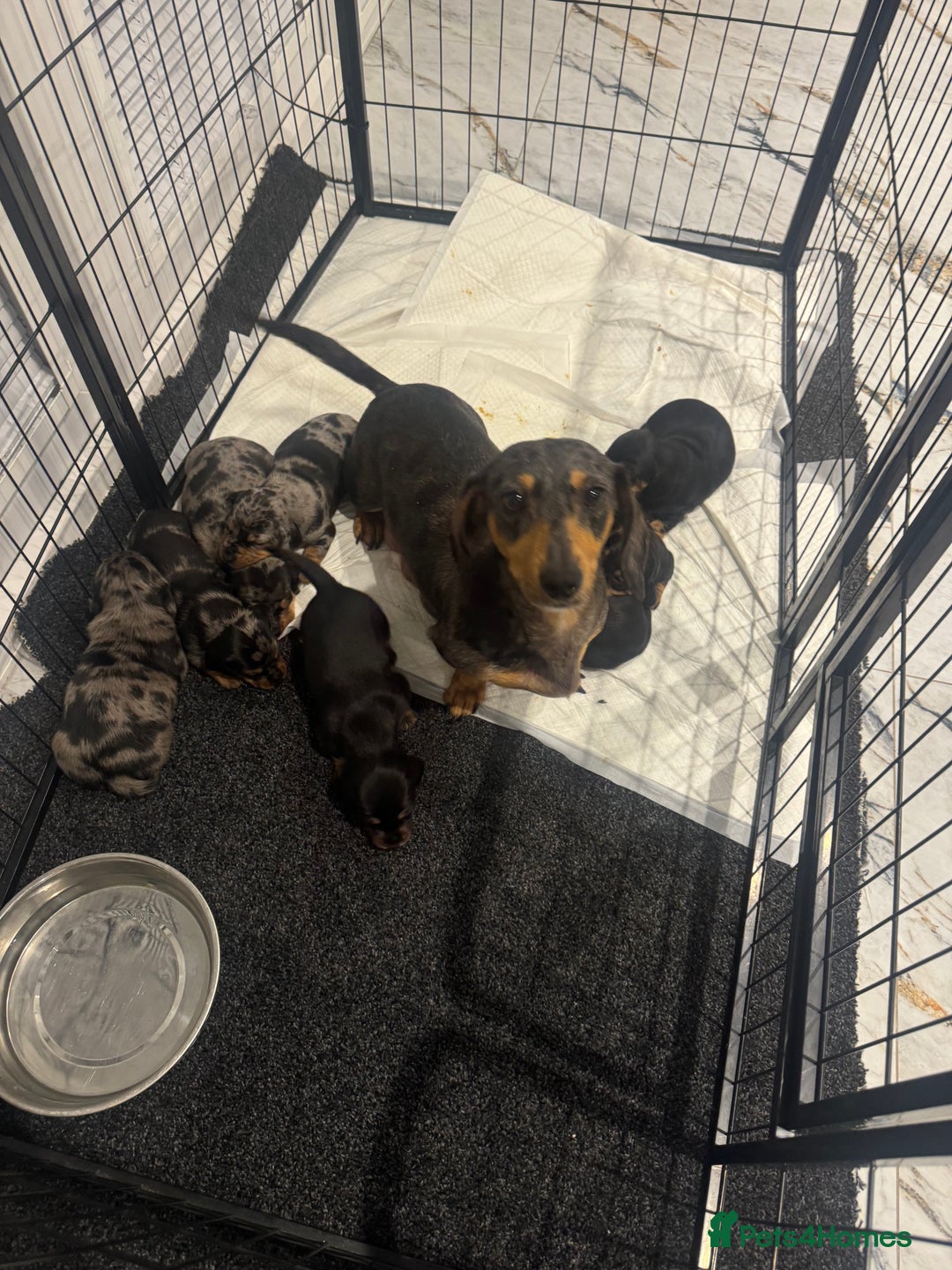 Dachshund dogs for sale: dachshund pups dapple and black & tan - Advert 2