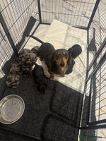 Dachshund dogs dachshund pups dapple and black & tan - Advert 5