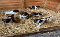 English Springer Spaniel dogs for sale: English springer spaniel puppies  - Image 4