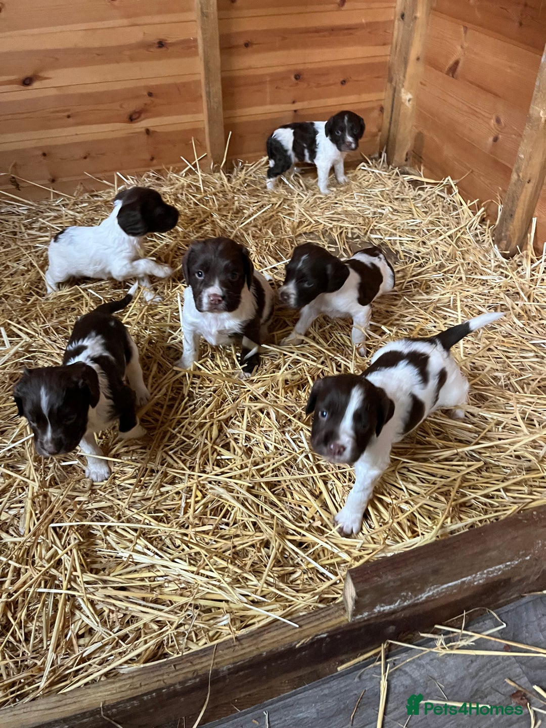 English Springer Spaniel dogs for sale: English springer spaniel puppies  - Image 4
