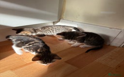 Domestic Shorthair cats for sale: BEAUTIFUL, FRIENDLY KITTENS FOR SALE!!🐈❤️ - Image 14