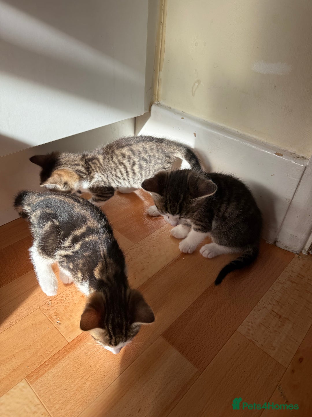 Domestic Shorthair cats for sale: BEAUTIFUL, FRIENDLY KITTENS FOR SALE!!🐈❤️ - Image 14