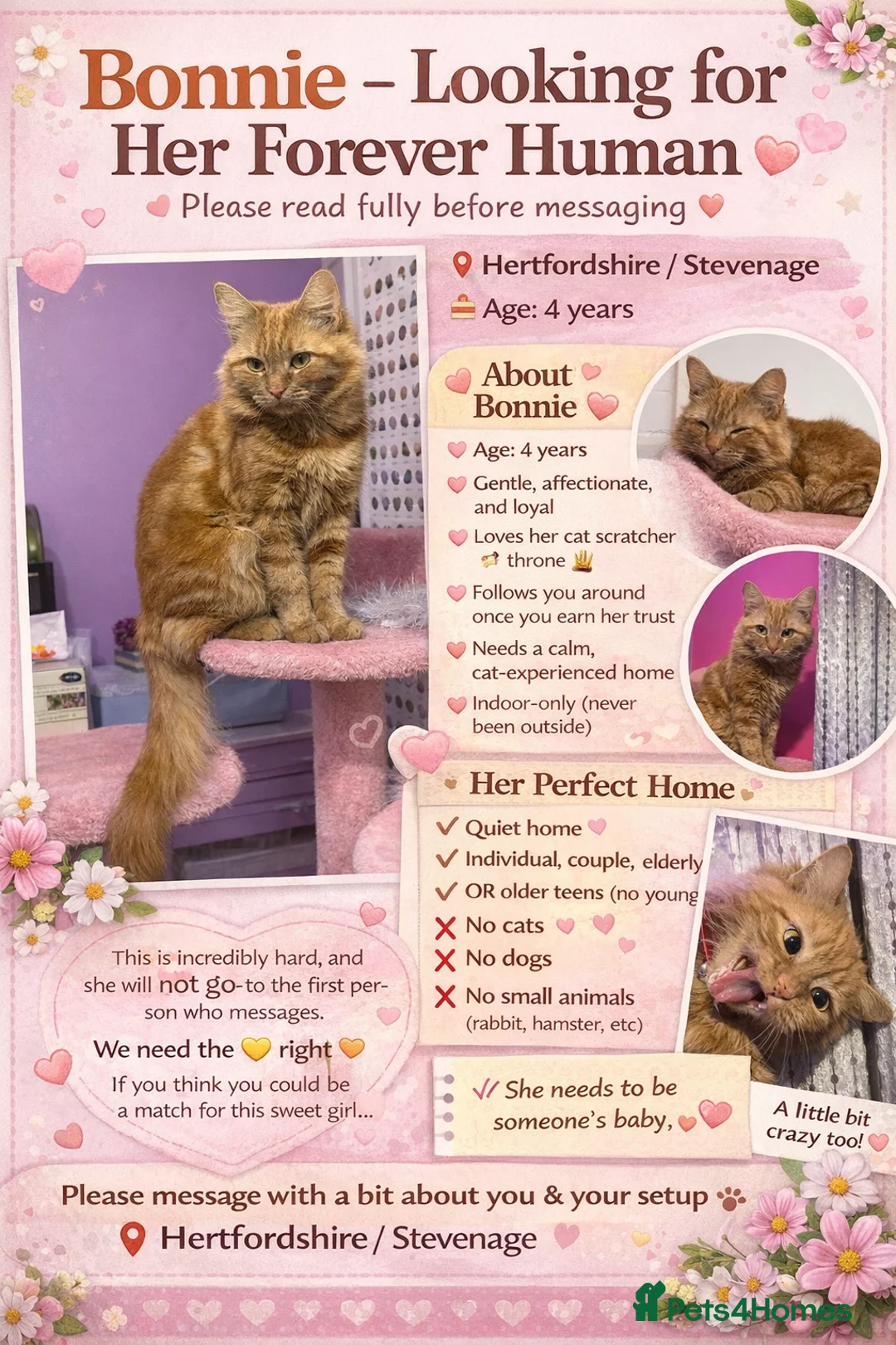 Mixed Breed cats for sale: 🌸 BONNIE – LOOKING FOR HER FOREVER HUMAN 🌸 - Advert 1