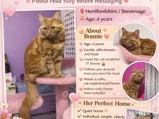 Mixed Breed cats 🌸 BONNIE – LOOKING FOR HER FOREVER HUMAN 🌸 - Advert 1