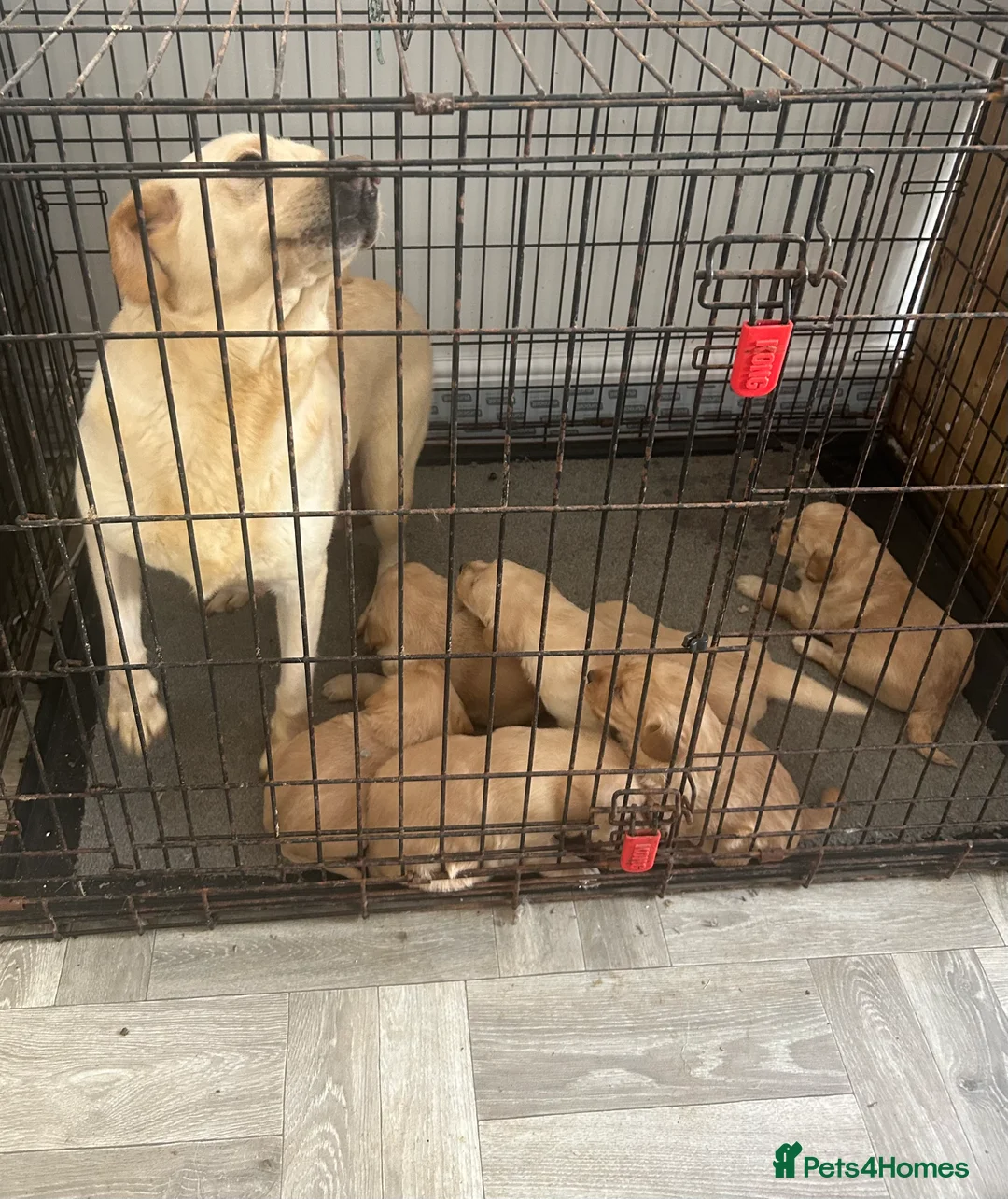 Labradoodle dogs for sale: Labradoodle puppies for sale  - Advert 2