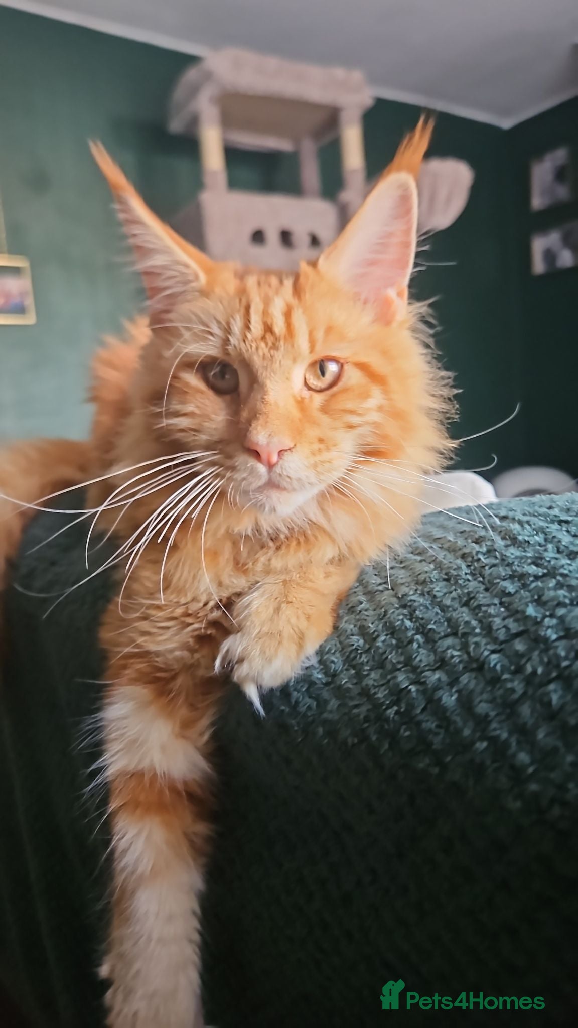 Maine Coon cats Luna XL Mainecoon rehoming  - Advert 1