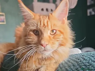 Maine Coon cats Luna XL Mainecoon rehoming - Advert 1