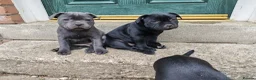 Staffordshire Bull Terrier dogs for sale: Kc registered Staffordshire bull terrier puppy - Advert 4