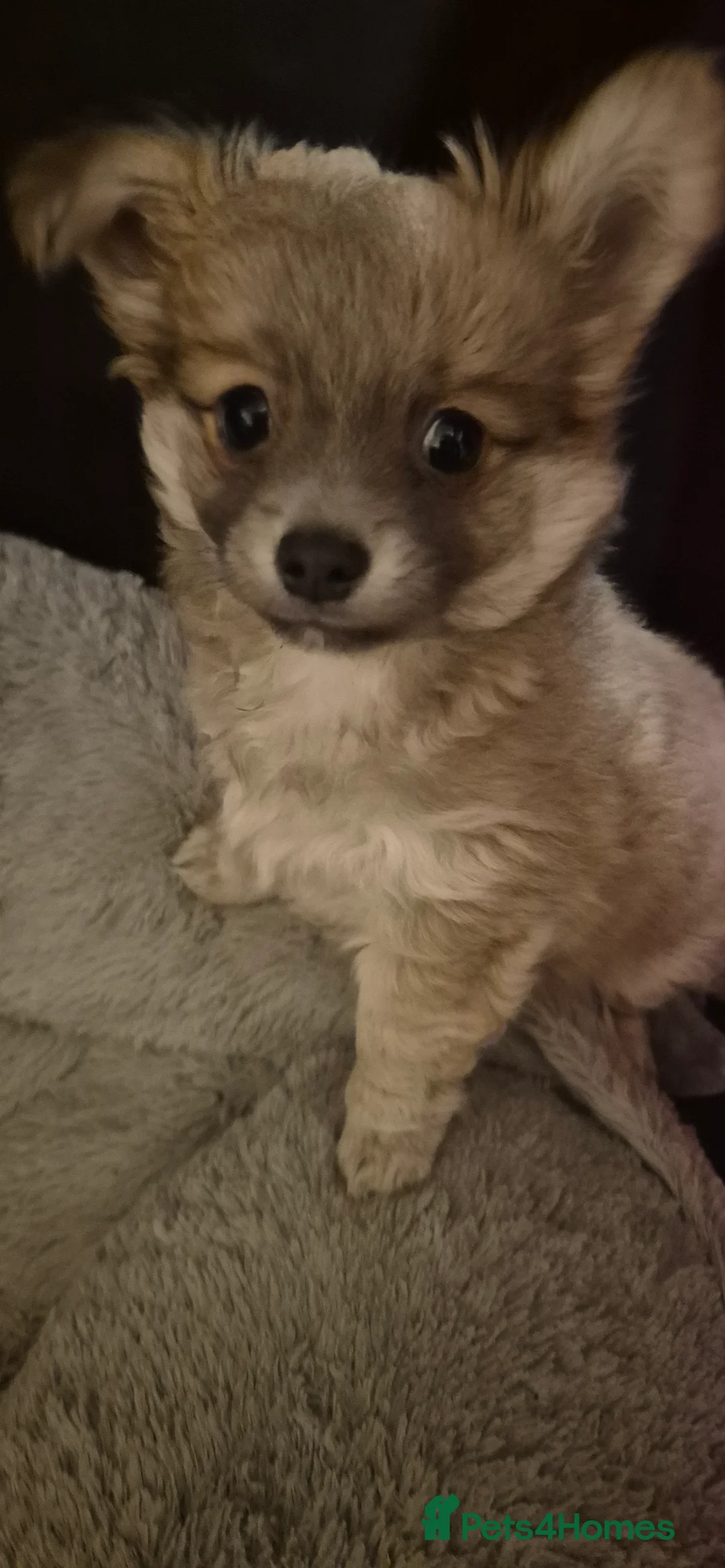 Chihuahua dogs for sale: Gorgeous Pedigree Chi Boy - Advert 6