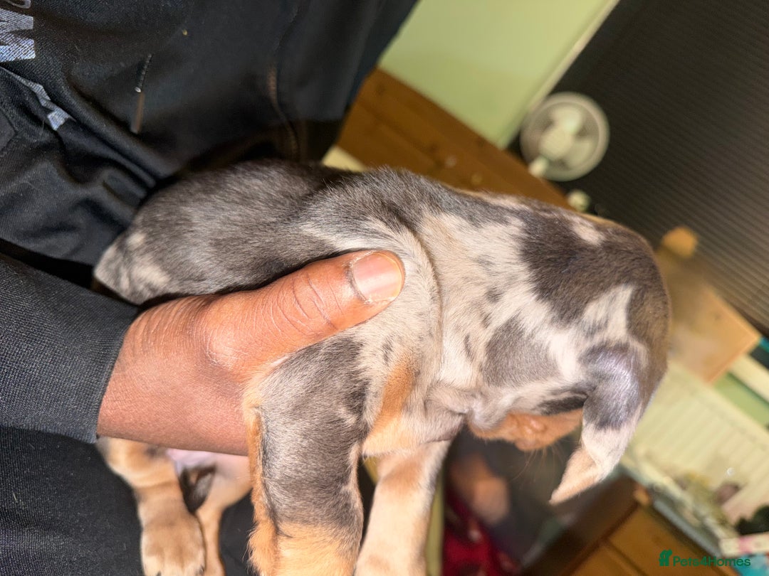 Dachshund dogs for sale: Isabella, pied, dapple dachshund - Advert 11