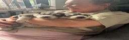 Siberian Husky dogs for sale: Stunning husky pups  - Advert 30