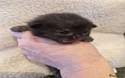 Mixed Breed cats for sale: Update! Beautiful litter of kittens 2 kitten left - Image 20