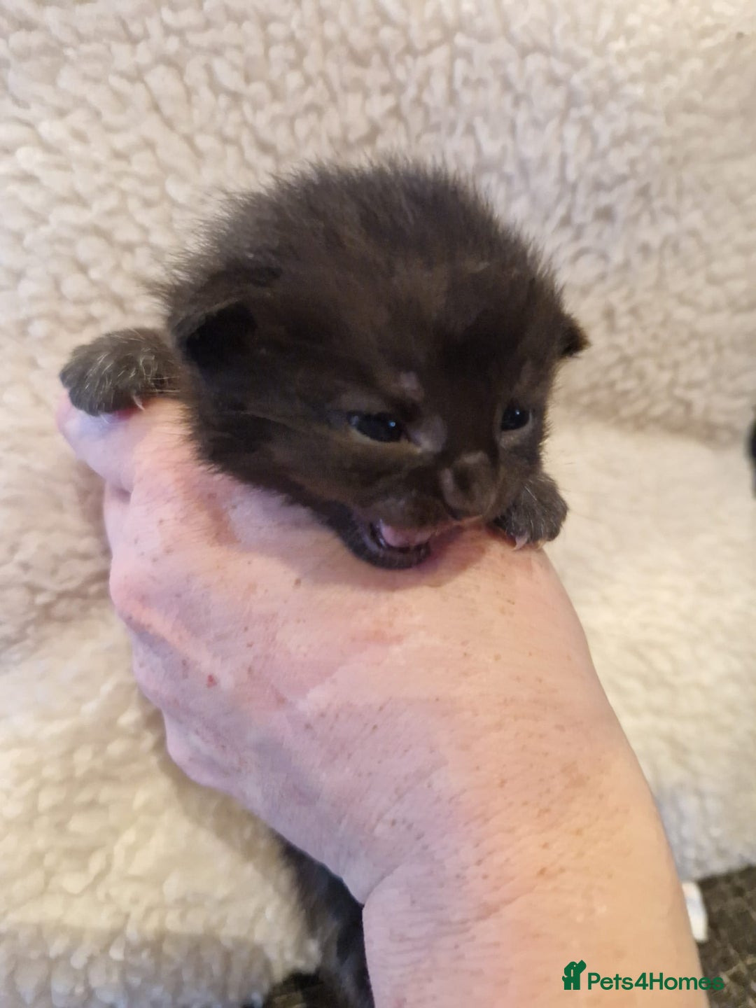 Mixed Breed cats for sale: Update! Beautiful litter of kittens 2 kitten left - Image 20