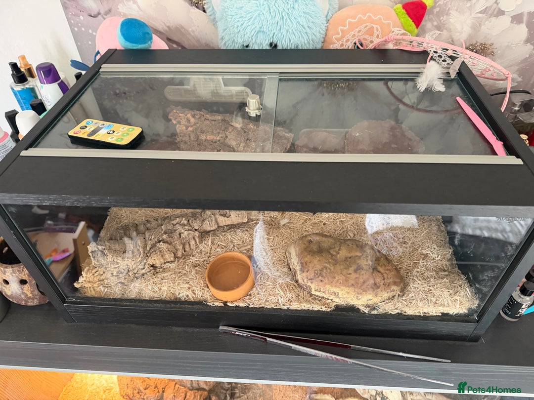 Mixed Breed reptiles for sale: Royal python and corn snake for sale in Chester  - Advert 7