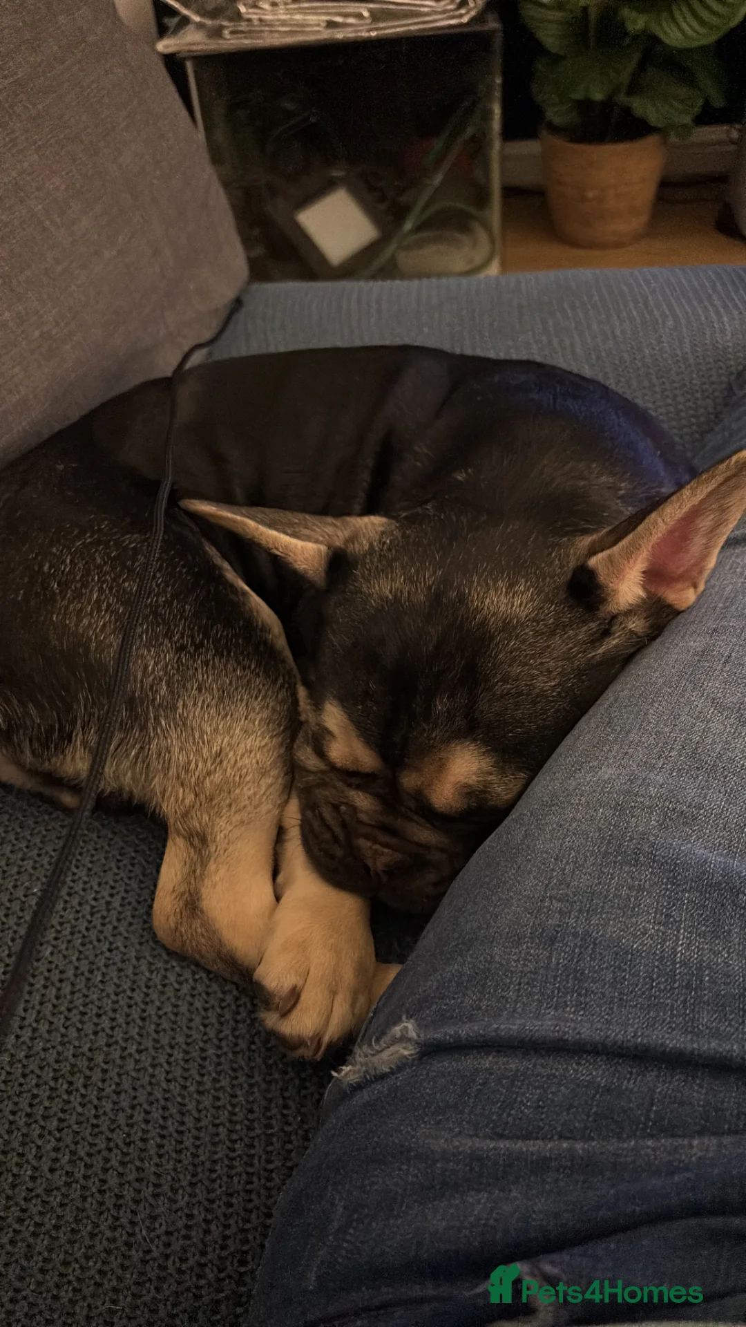 Mixed Breed dogs for sale: Cute and friendly Dog to sell. - Advert 2