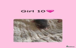 Rat rodents for sale: Beautiful baby rats looking for forever homes! - Image 10