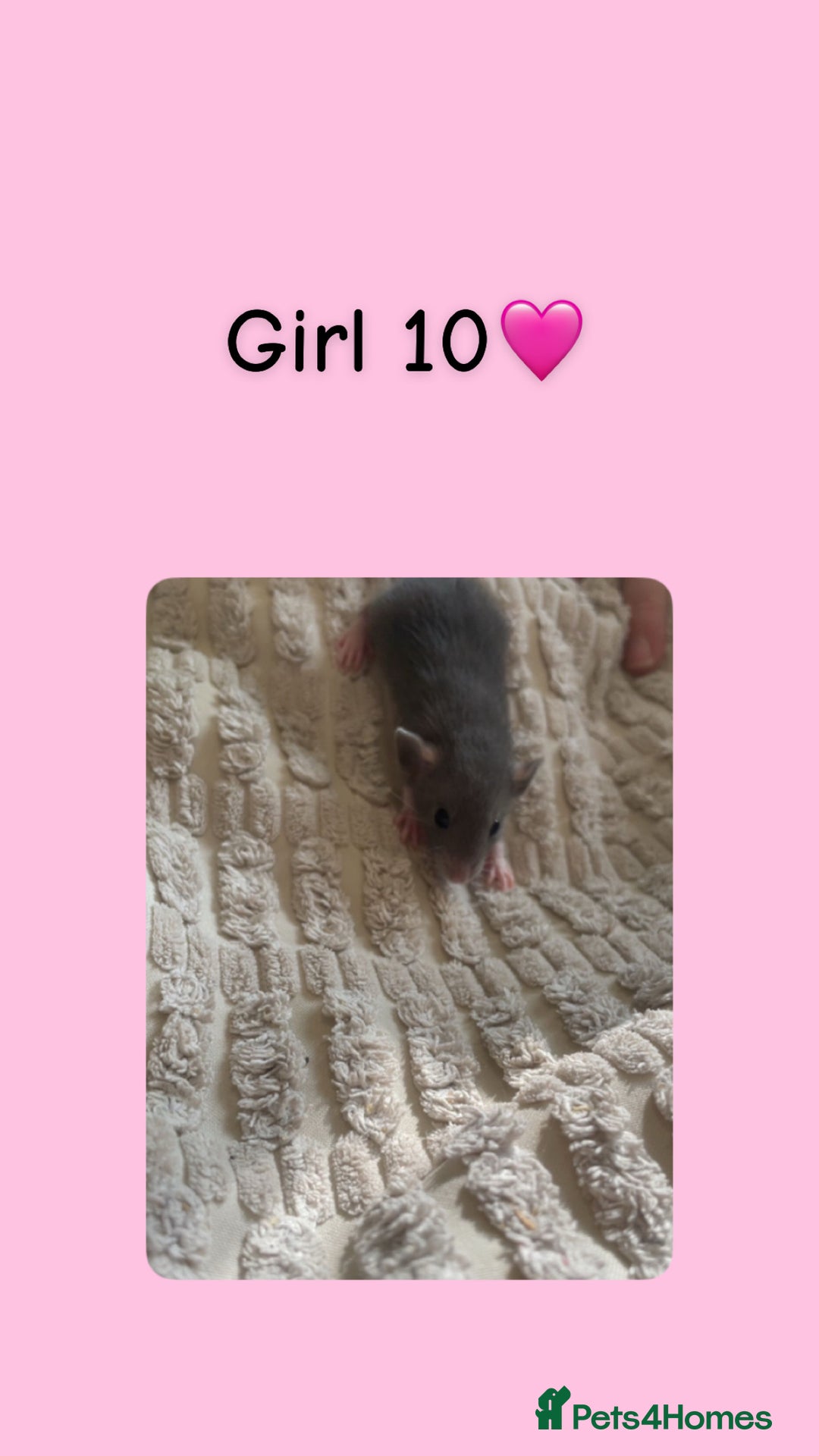 Rat rodents for sale: Beautiful baby rats looking for forever homes! - Image 10