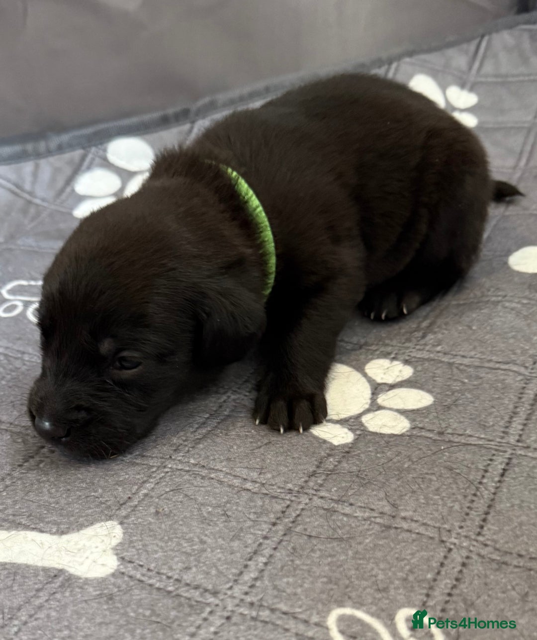 Labrador Retriever dogs for sale: Black Labrador retriever puppies KC registered - Image 15