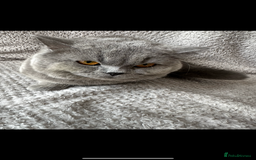 British Shorthair cats for sale: British Shorthair looking for home - Image 1
