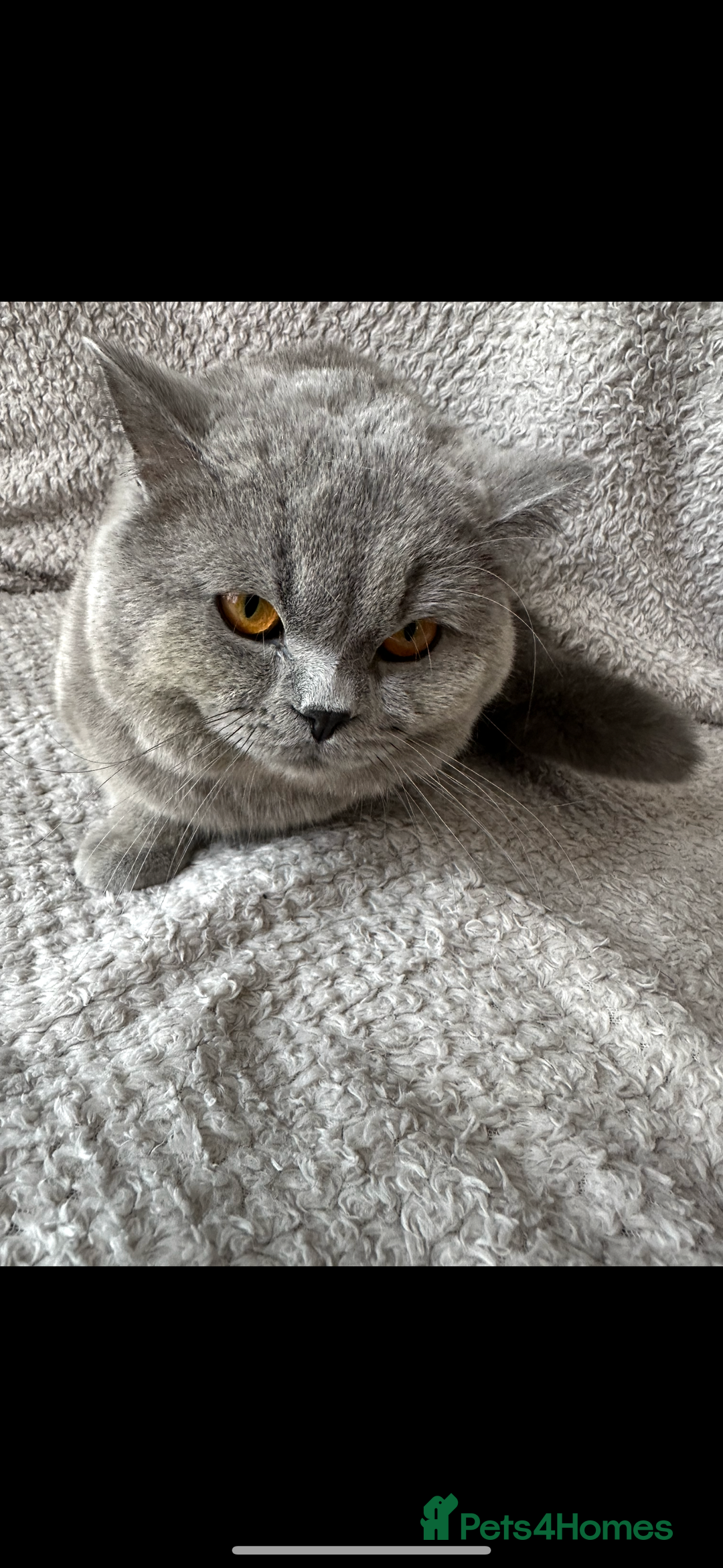 British Shorthair cats for sale: British Shorthair looking for home - Image 1
