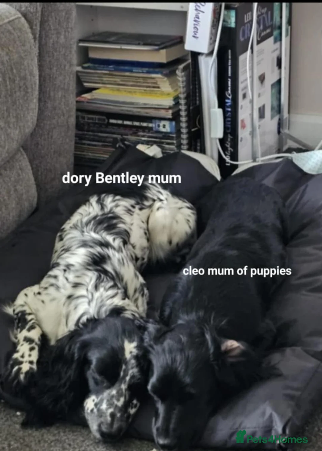 Cockapoo dogs for sale: The Magnificent fully-vaccinated Seven  in Romford - Advert 28