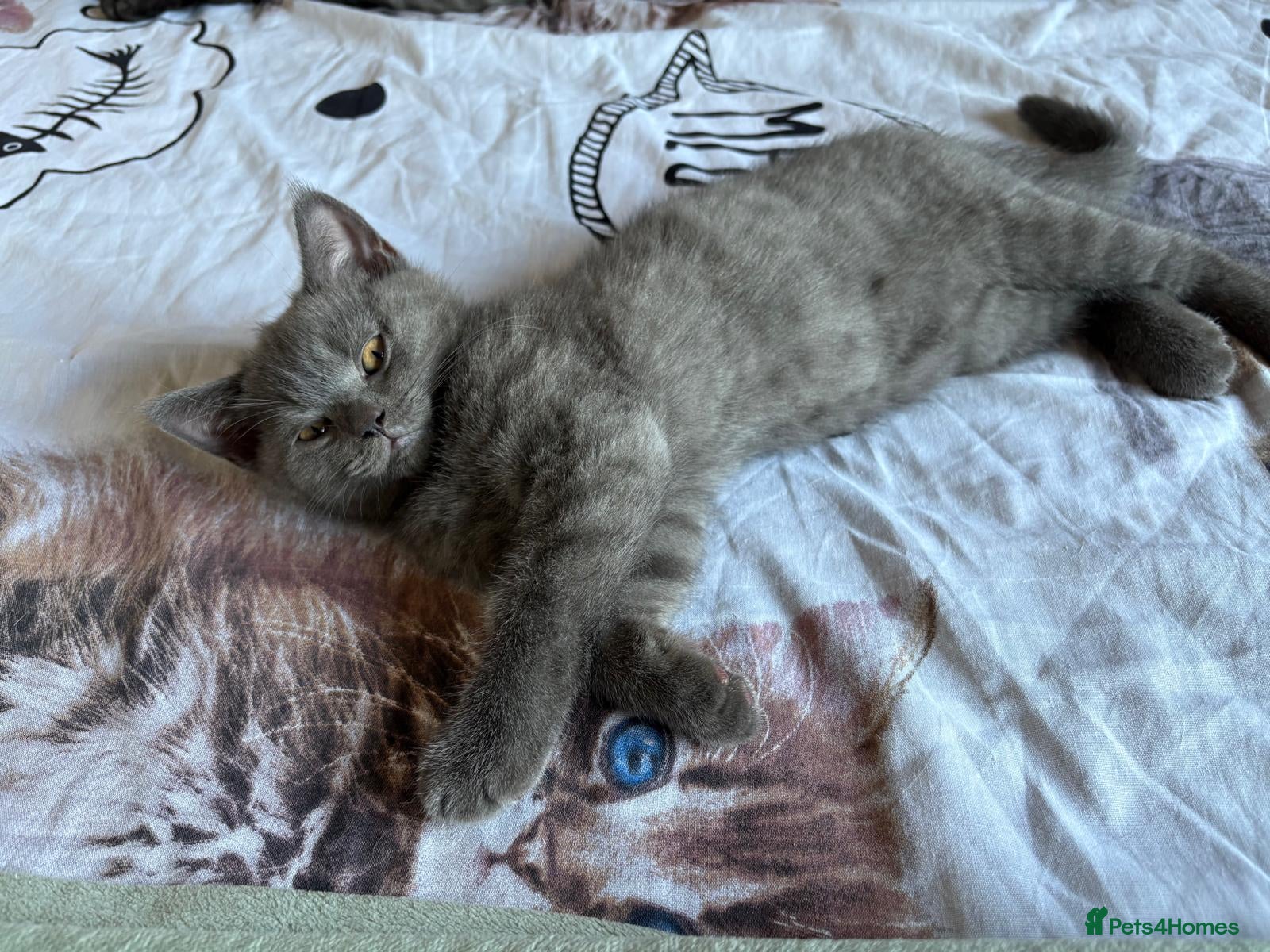 Scottish Fold cats 🐾 Last Charming Scottish Straight Kitten! 🐾 - Advert 18