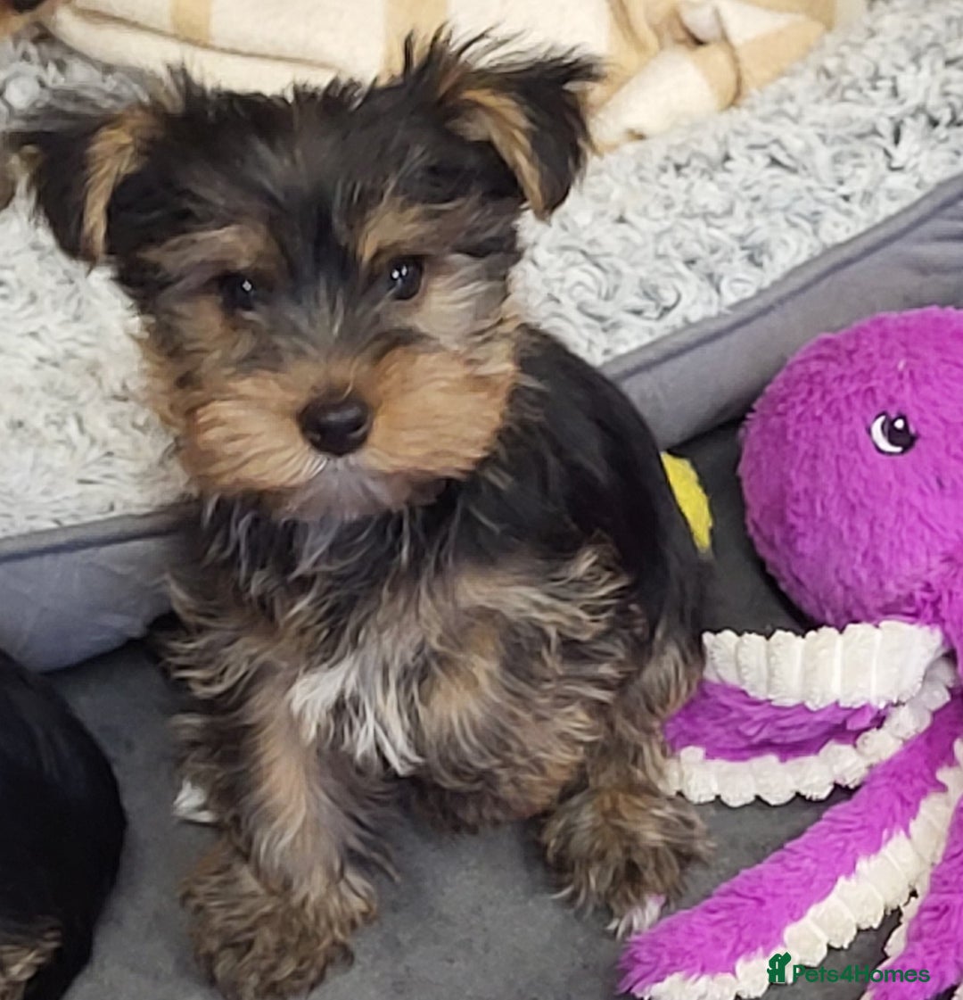 Yorkshire Terrier dogs for sale: Yorkshire Terriers puppies from Licensed Breeder  - Advert 3