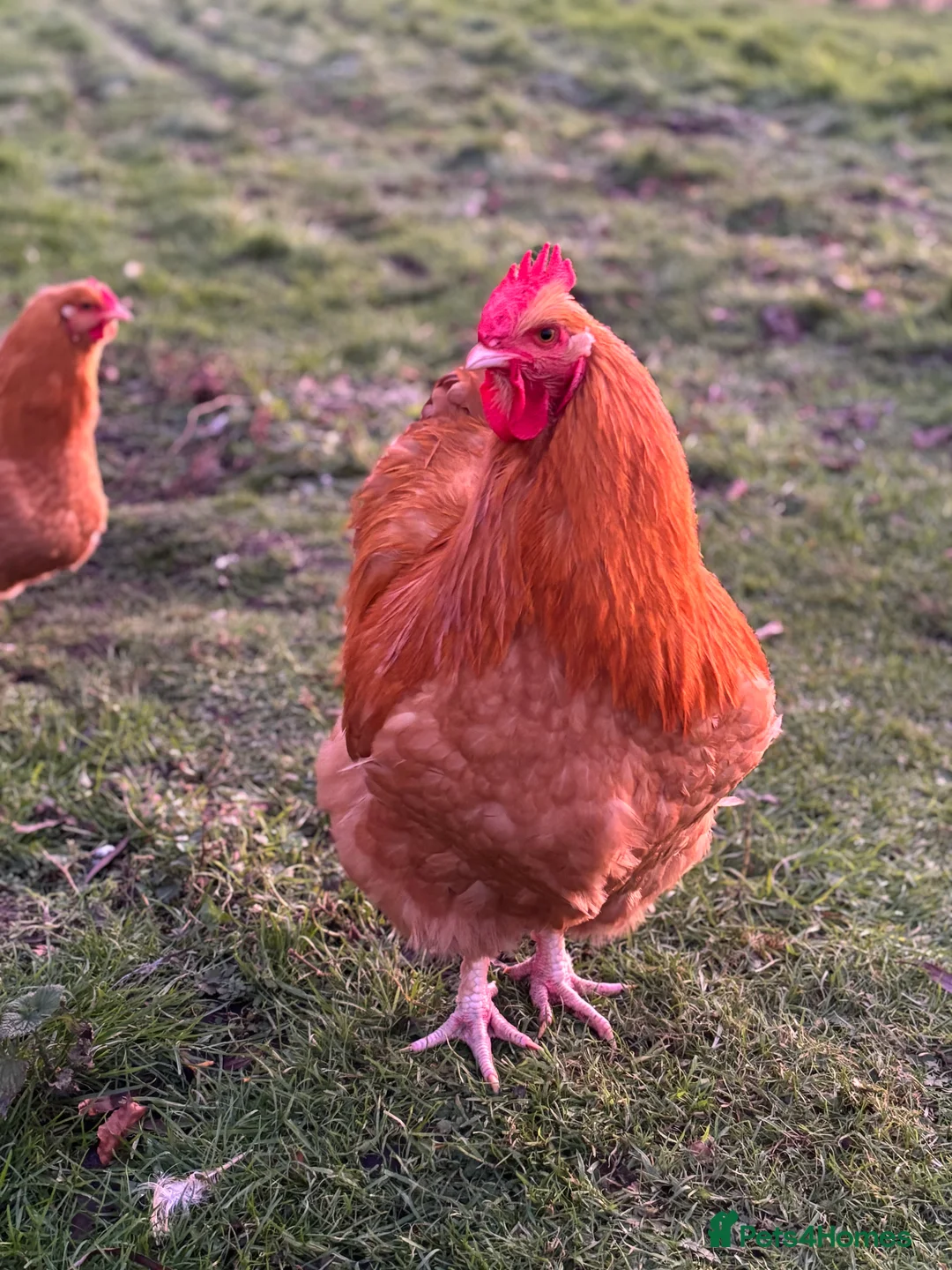 Chickens poultry for sale: Buff Orpington Cockerels - Advert 2