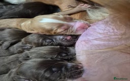 Cocker Spaniel dogs for sale: Cocker Spaniel Puppies - Image 21