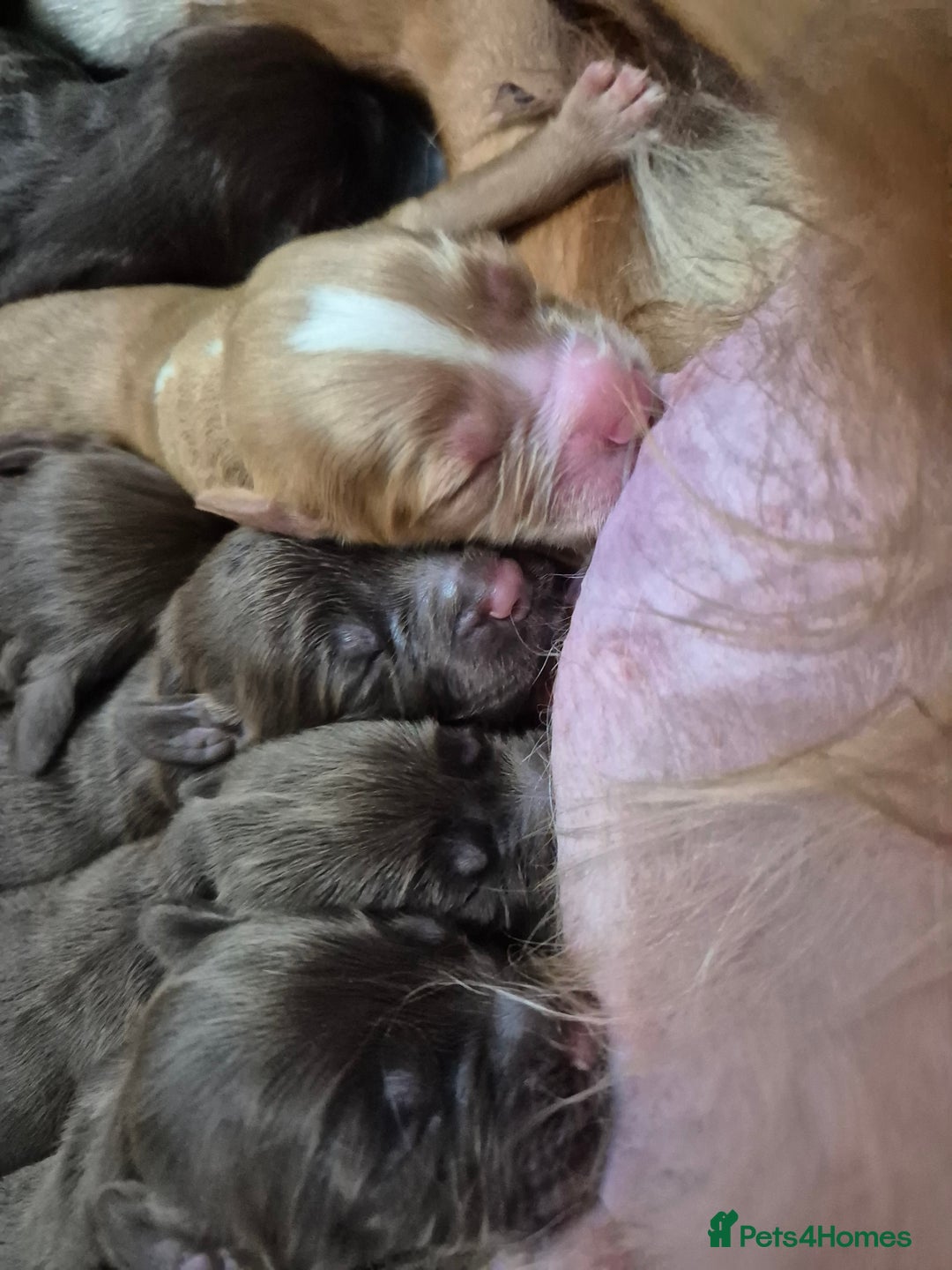 Cocker Spaniel dogs for sale: Cocker Spaniel Puppies - Image 21