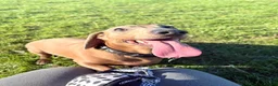 Mixed Breed dogs for sale: Stunning JR / Dachshund Pups - Advert 5