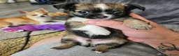 Chihuahua dogs for sale: 1 male chihuahua pup available  - Advert 2